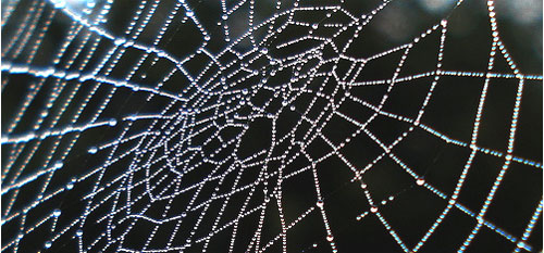 web